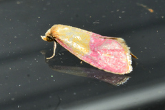 Cochylis rosaria