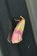 Cochylis rosaria