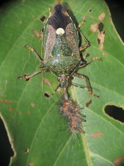 Eocanthecona formosa