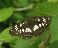 Limenitis doerriesi