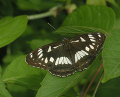 Limenitis doerriesi