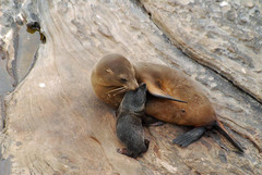 Arctocephalus forsteri