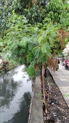 Leucaena leucocephala