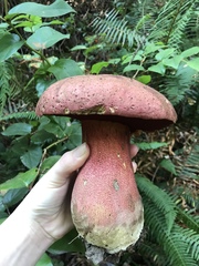 Rubroboletus pulcherrimus