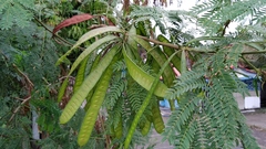 Leucaena leucocephala