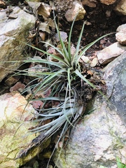Tillandsia fasciculata