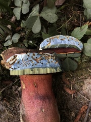 Rubroboletus pulcherrimus