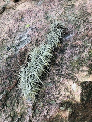 Tillandsia recurvata