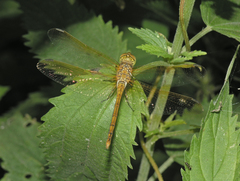 Sympetrum striolatum imitoides