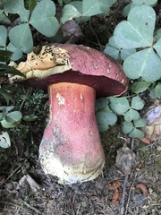 Rubroboletus pulcherrimus