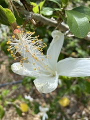 Hibiscus waimeae