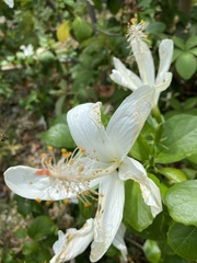 Hibiscus waimeae