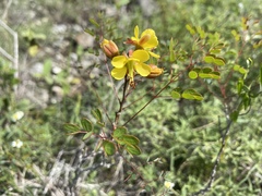 Erythrostemon