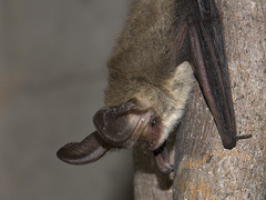 Nyctophilus geoffroyi
