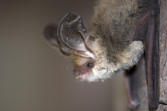 Nyctophilus geoffroyi