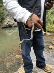 Thamnophis cyrtopsis collaris