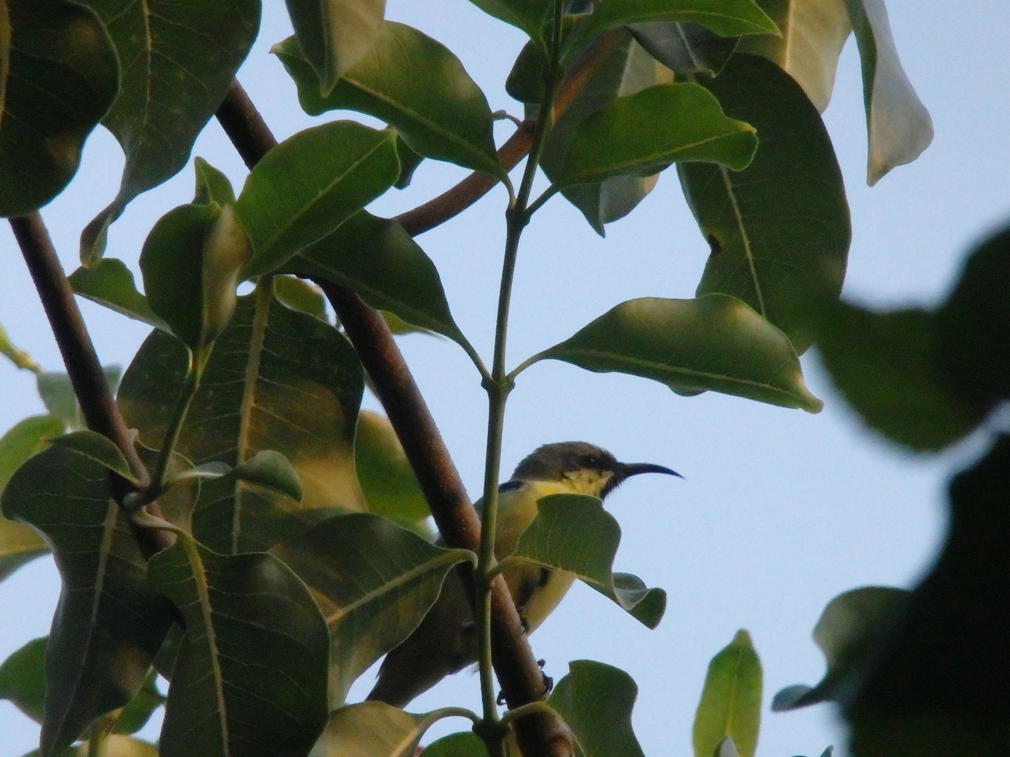 Purple Sunbird