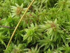Sphagnum magellanicum