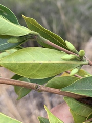 Tricalysia capensis capensis