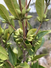 Tricalysia capensis capensis