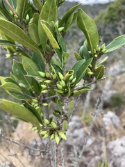 Tricalysia capensis capensis