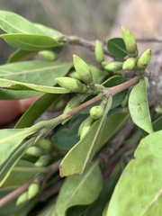 Tricalysia capensis capensis