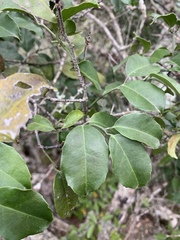 Salacia gerrardii