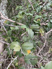 Salacia gerrardii