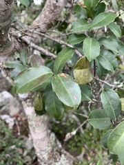 Salacia gerrardii