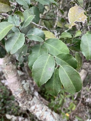 Salacia gerrardii