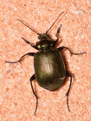 Calosoma schayeri