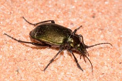 Calosoma schayeri