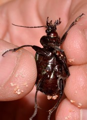 Calosoma schayeri