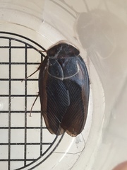 Polyphaga aegyptiaca