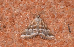 Anomocentris trissodesma