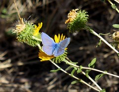 Polyommatus icarus