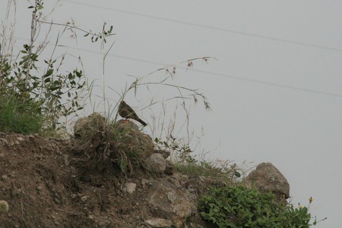 Yemen Thrush (Turdus menachensis)
