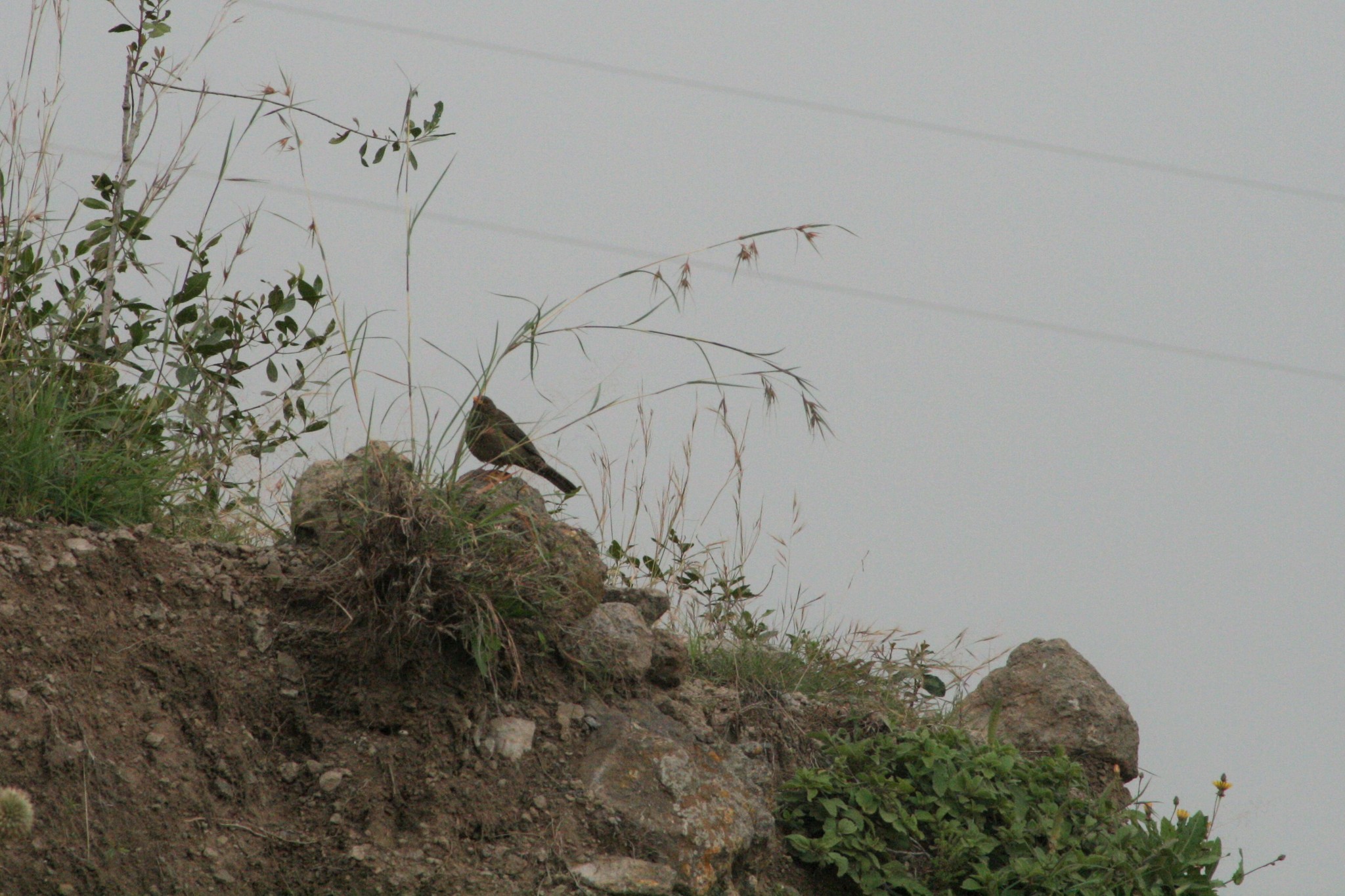 Yemen Thrush (Turdus menachensis)