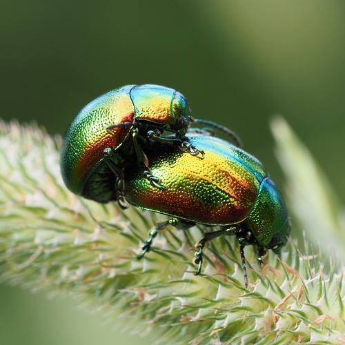 Tansy Beetle