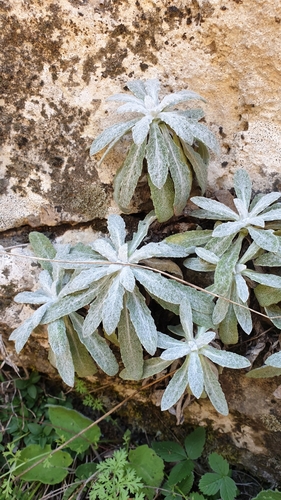 Image of Salvia canescens by (c) Ким Виктория, some rights reserved (CC BY)