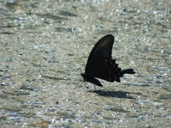 Papilio maackii