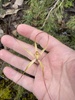 Mustard Spider Orchid - Photo (c) Dustyn and Catherine, some rights reserved (CC BY-NC), uploaded by Dustyn and Catherine
