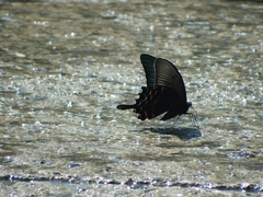 Papilio maackii