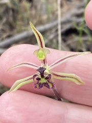 Caladenia barbarossa