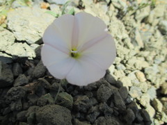 Calystegia collina oxyphylla