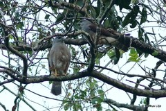 Buteo ridgwayi