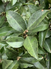 Cassipourea malosana