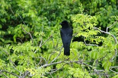Corvus leucognaphalus
