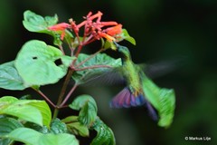 Anthracothorax dominicus