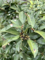 Cassipourea malosana